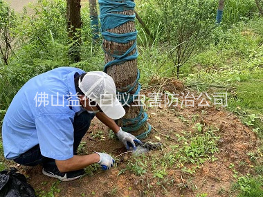 芦苞绿化树木治白蚁