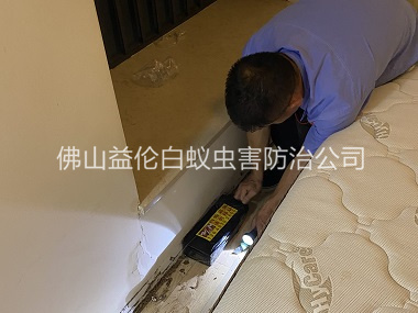 大塘家居白蚁灭治工程