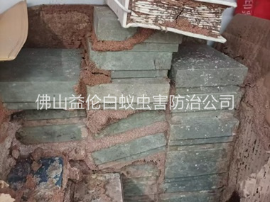 黄岐防治白蚁危害工程