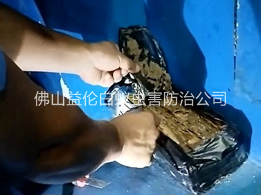 河口白蚁侵害防治工程